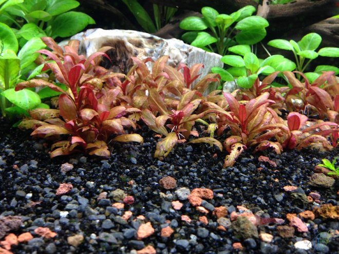 Альтернантера мини