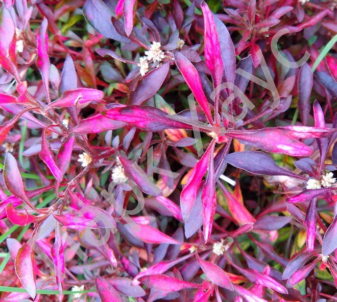 Альтернантера мультиколор