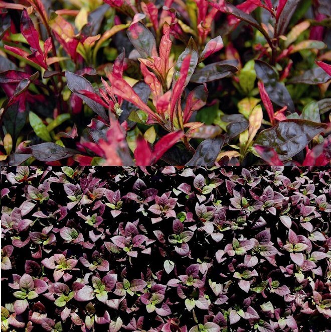 Альтернантера прелестная или милая