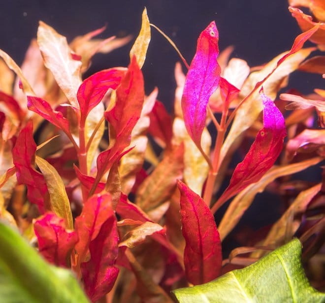 Альтернантера рейнека