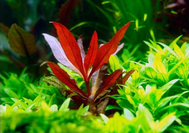 Альтернантера розовая