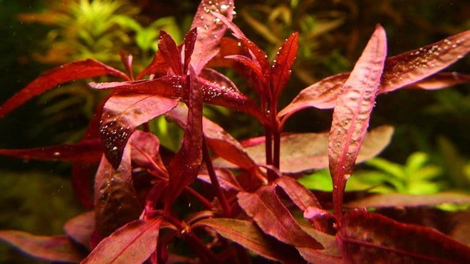 Альтернантера сидячая