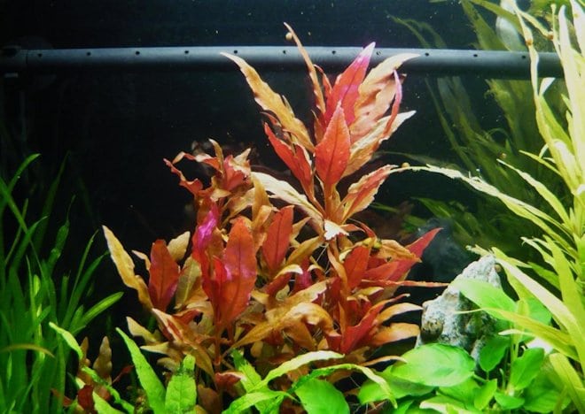 Альтернантера водная