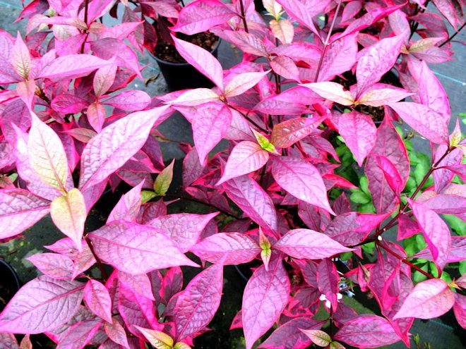 Альтернантера зубчая