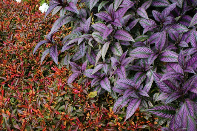 Альтернантера