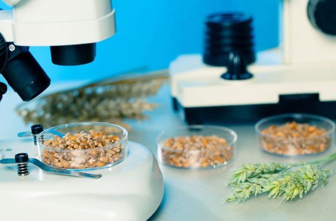 Анализ кормов: для чего нужен и как проводится