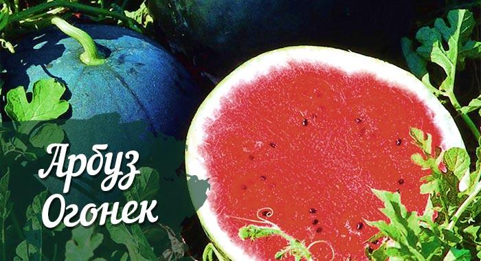 арбуз огонёк