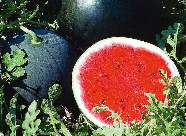 арбуз огонек