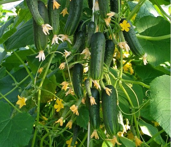 Балконный хрустик f1