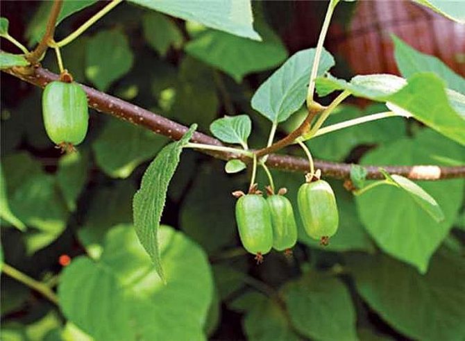 Бальзамная