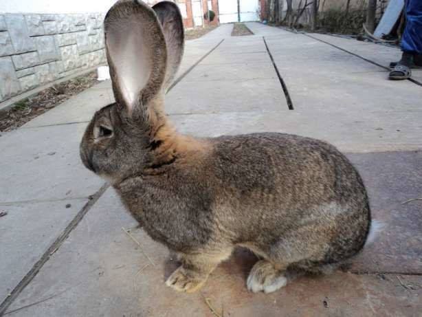 Бельгийский кролик