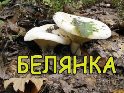 Белянки грибы как солить холодным способом