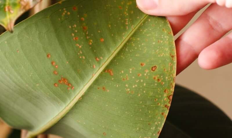 Болезни и вредители фикуса