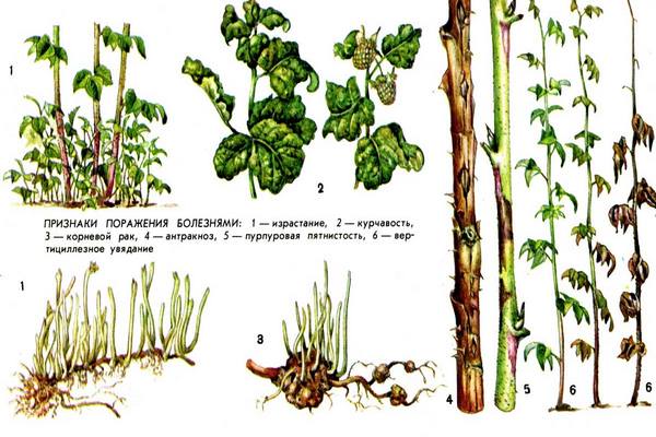 болезни малины