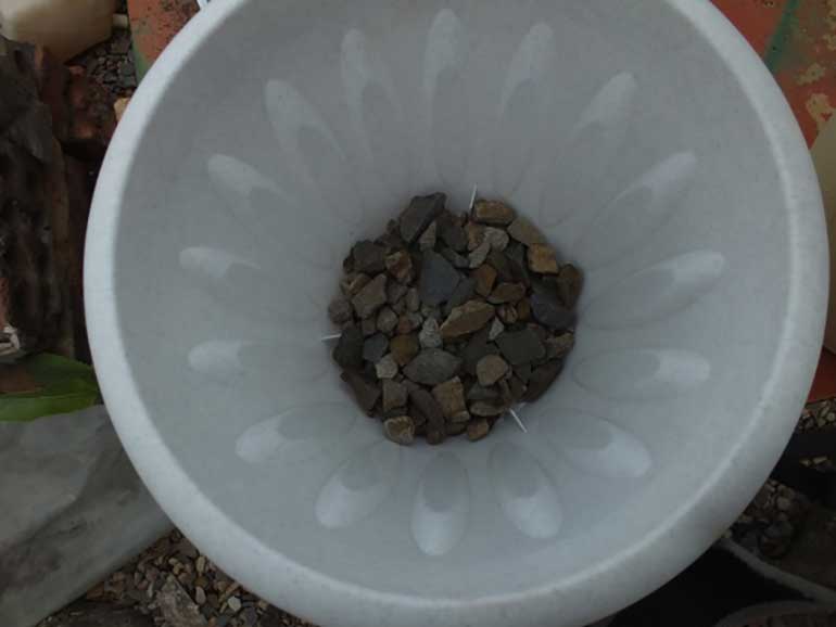 бренаж-из-камушков-из-фикуса