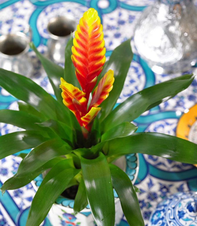 Бромелия уход в домашних условиях