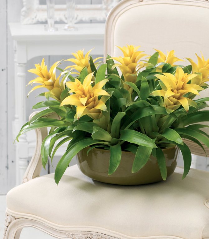 Бромелия уход в домашних условиях