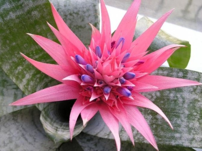 Бромелия уход в домашних условиях