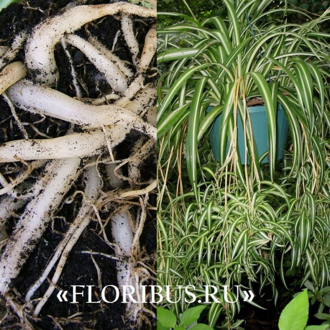 Cцветок hlorophytum Comosum