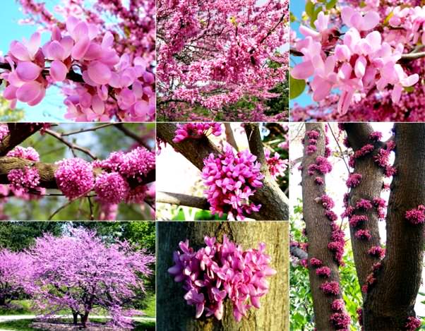 церцис уход и посадка