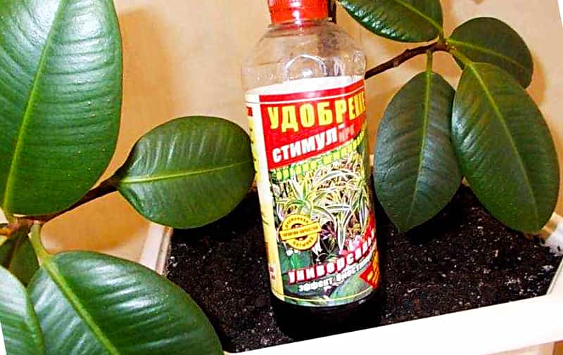 Чем подкормить фикус