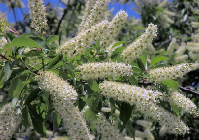 Черемуха виргинская: описание и фото, посадка и уход