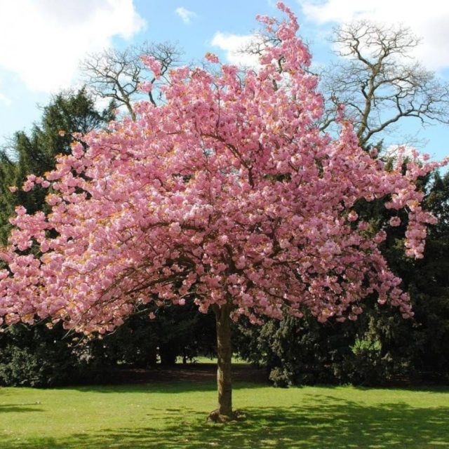 Черемуха виргинская: описание и фото, посадка и уход