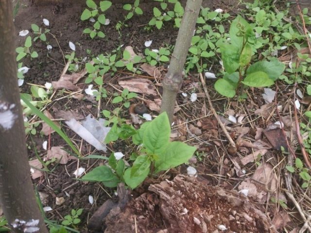 Черемуха виргинская: описание и фото, посадка и уход