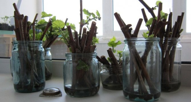 Черенки винограда