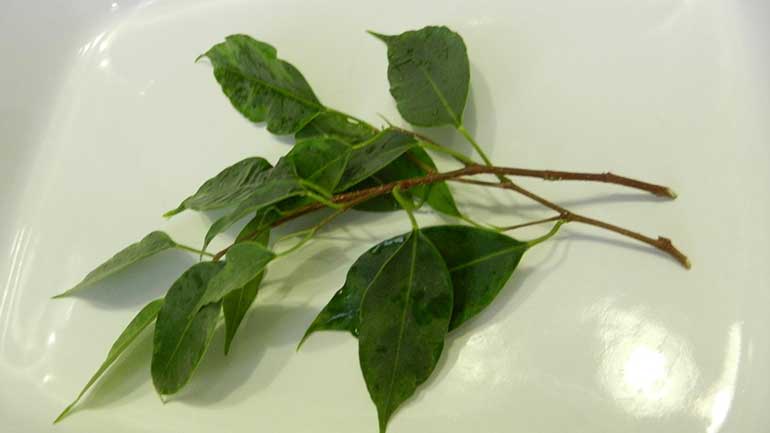 черенок-фикуса-Бенджамина