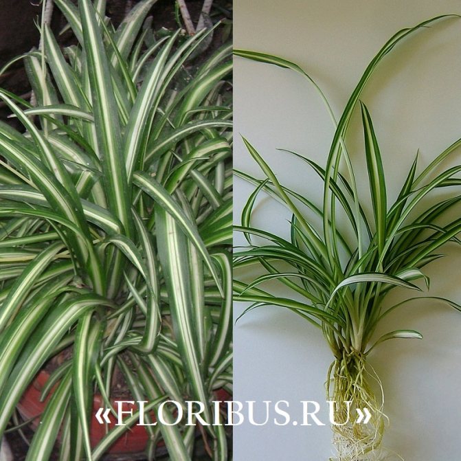 Chlorophytum Comosum на фото