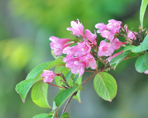 цветение дейции