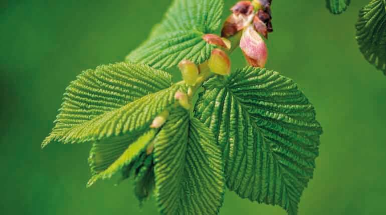 Цветение дерева вяза