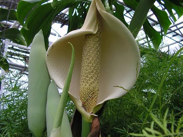 Цветок и плоды монстеры