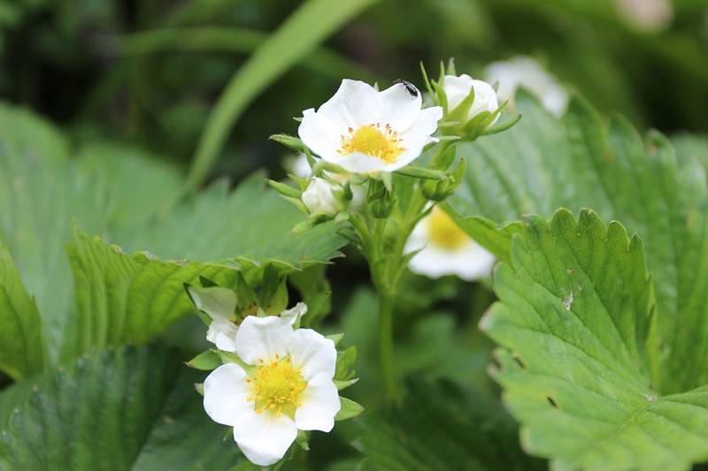Цветок земляники фото