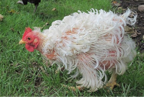 Для линьки курицы успешно используют химические препараты