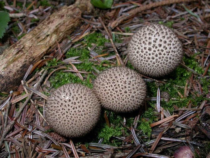 Дождевик вонючий