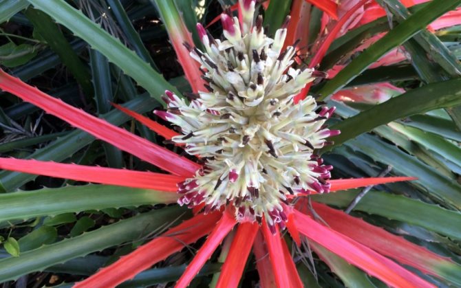 Экзотическая бромелия — сорта и виды с фото. Как выращивать цветок в домашних условиях?