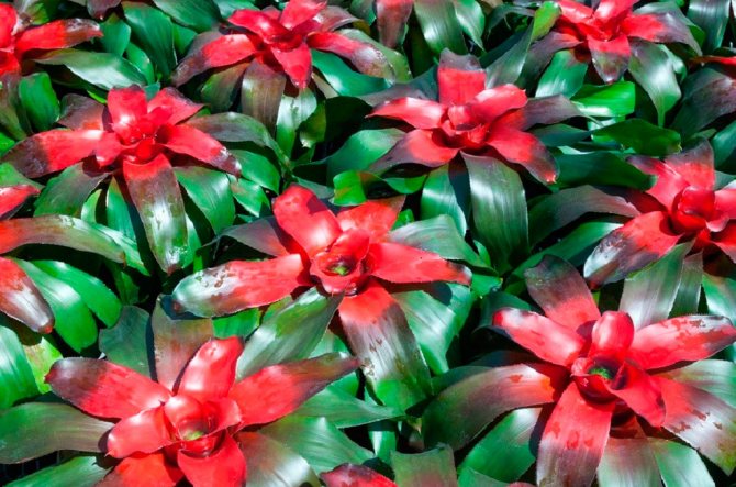 Экзотическая бромелия — сорта и виды с фото. Как выращивать цветок в домашних условиях?