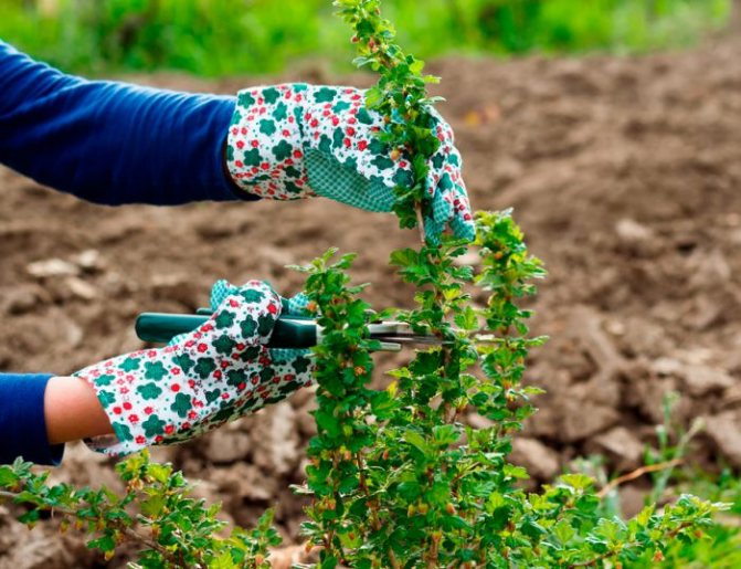 Ешта ягода полезные свойства