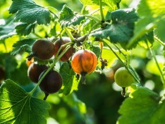 Ешта ягода полезные свойства