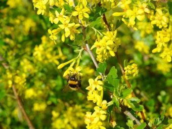 Ешта ягода полезные свойства