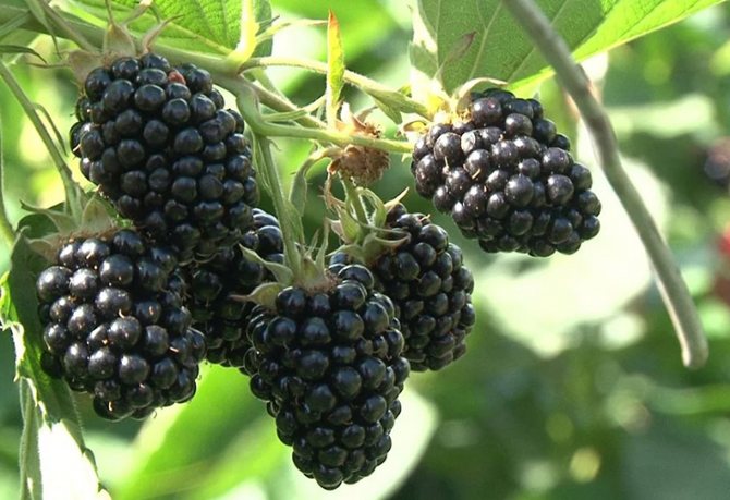 Ежевика Агавам