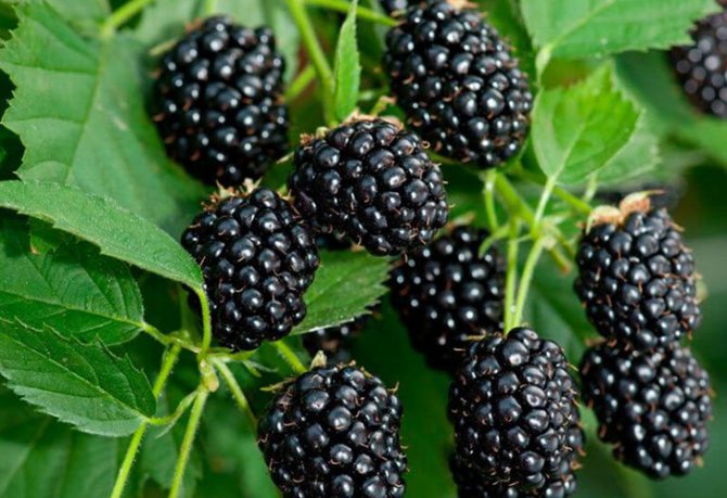 Ежевика Флинт