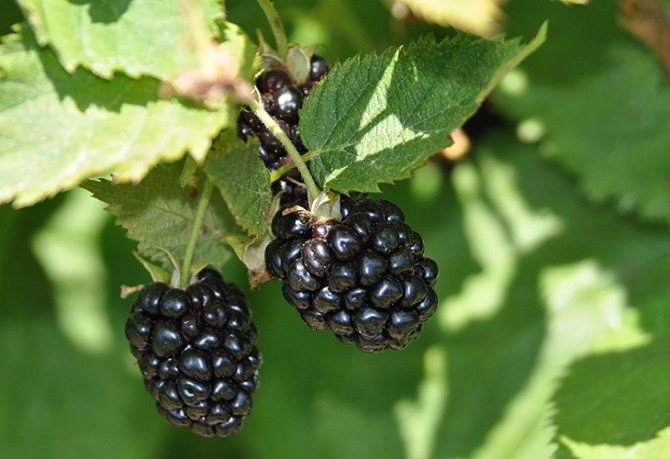 Ежевика Газда