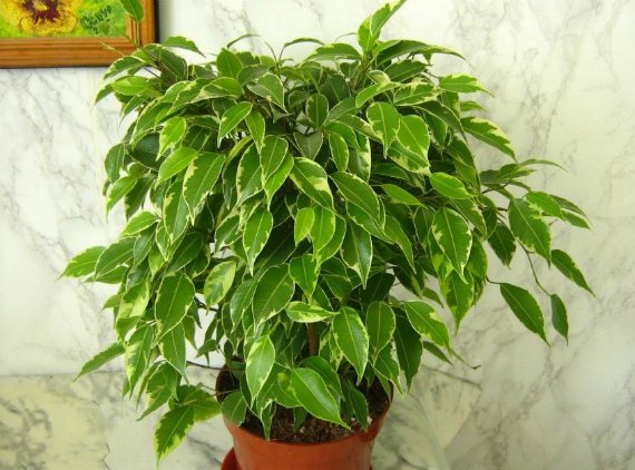 Фикус Бенджамина, фото