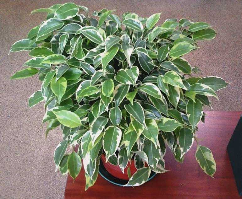 фикус-бенджамина-Кинки