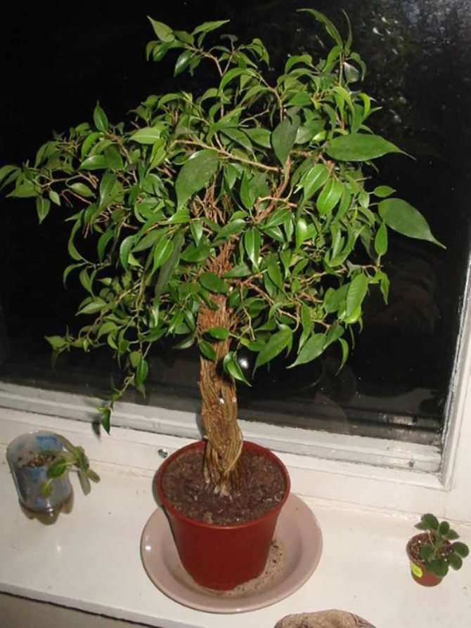 фикус-бенджамина-наташа