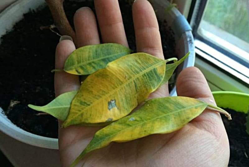 Фикус теряет листья что делать