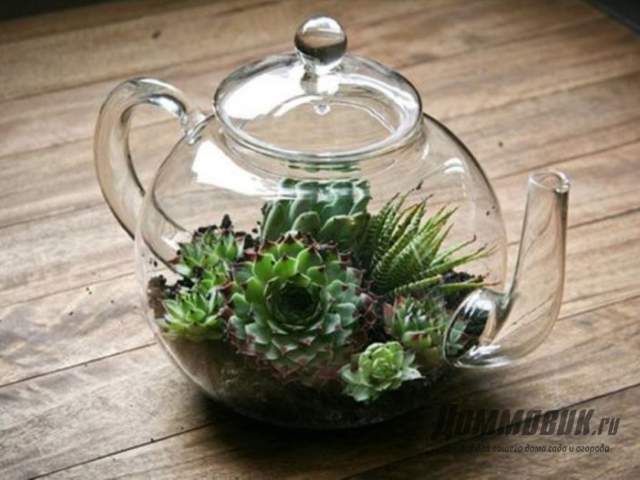 флорариум в чайнике